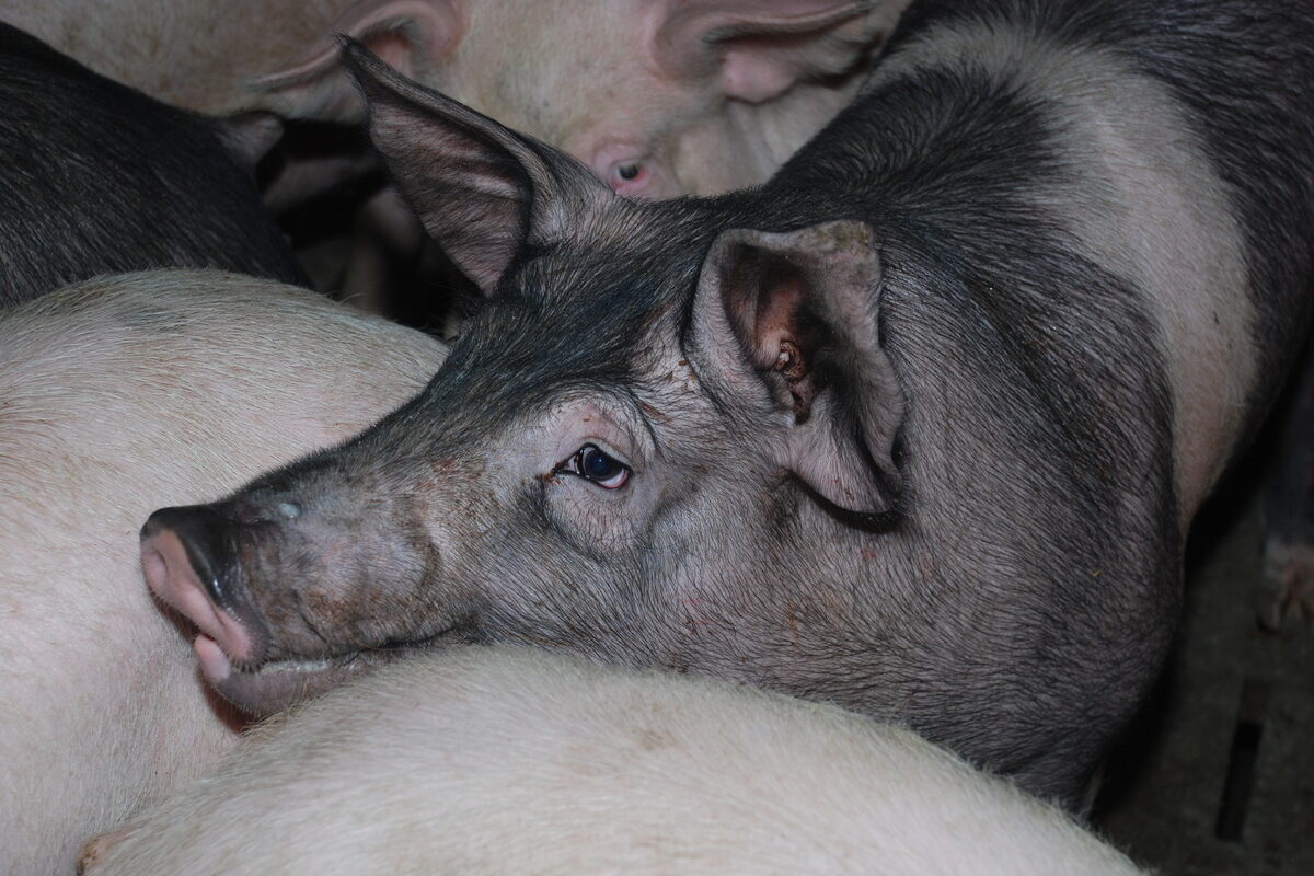 Gros plan sur une tête de porc charcutier au milieu des autres porcs - Illustration Une perte de 17 € par porc