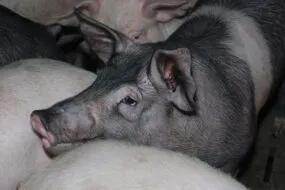 Gros plan sur une tête de porc charcutier au milieu des autres porcs