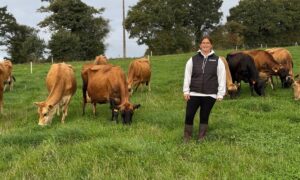 Une éleveuse au milieu de vaches de race Jersiaise au pâturage