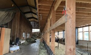 Une aire de séchage de foin en grange dans une chèvrerie