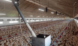 L'intérieur d'un bâtiment d'élevage de volailles