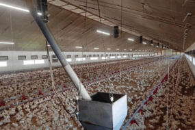 L'intérieur d'un bâtiment d'élevage de volailles