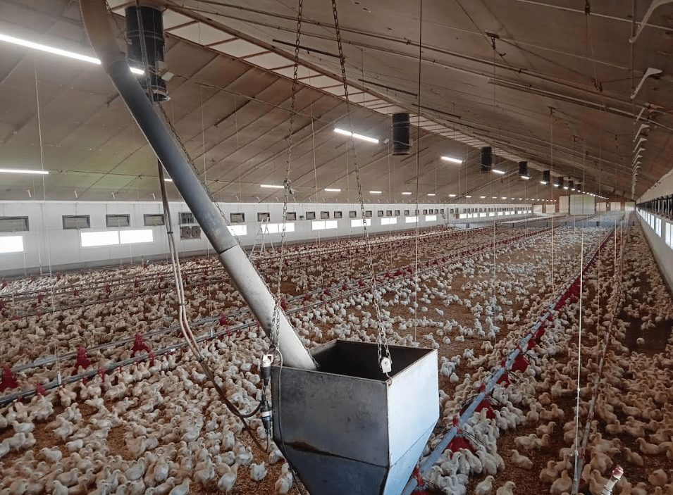 L'intérieur d'un bâtiment d'élevage de volailles - Illustration Volailles de chair : des perspectives durables