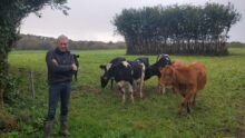 Un homme dans un champ avec des vaches derrière