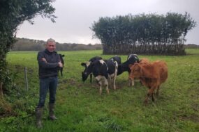 Un homme dans un champ avec des vaches derrière