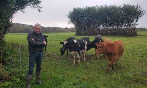Un homme dans un champ avec des vaches derrière