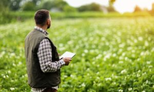 Un homme de dos avec une tablette à la main dans un champ