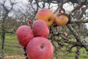 Des pommes sur un pommier