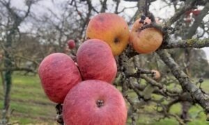 Des pommes sur un pommier