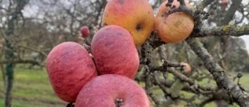 Des pommes sur un pommier