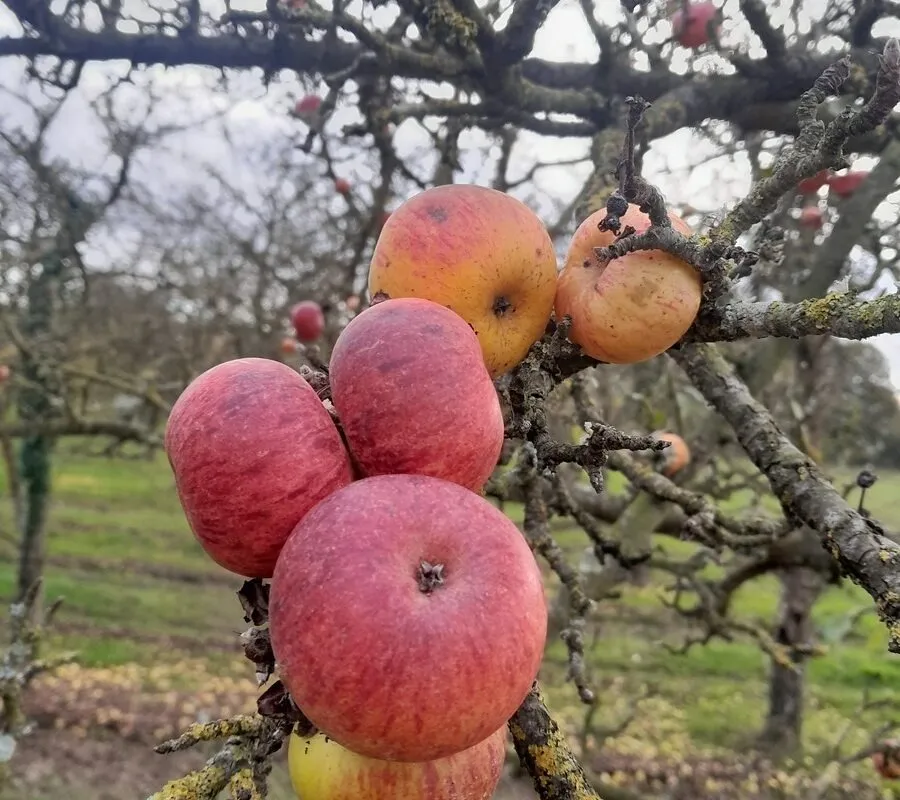 Des pommes sur un pommier - Illustration Pomme : Tous les vergers ne sont pas encore récoltés