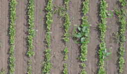 Vue aérienne d'un champ avec un datura repéré par une caméra