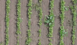 Vue aérienne d'un champ avec un datura repéré par une caméra
