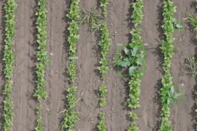 Vue aérienne d'un champ avec un datura repéré par une caméra
