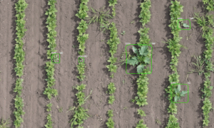 Vue aérienne d'un champ avec un datura repéré par une caméra