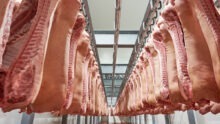 Carcasses de porc dans un abatooir