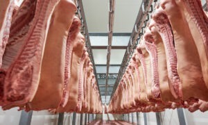 Carcasses de porc dans un abatooir
