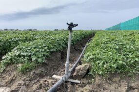 Système d'irrigation dans un champ de légumes