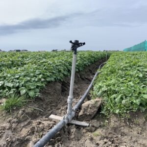 Système d'irrigation dans un champ de légumes