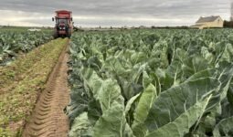 Un champ de chou fleur