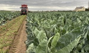 Un champ de chou fleur