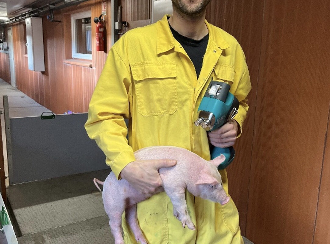 l'éleveur porcin avec son porcelet et son pistolet de vaccination intradermique IDAL de MSD - Illustration Plus d’efficacité pour l’éleveur, moins de stress pour les porcelets, : pourquoi Quentin Lucas a basculé en vaccination intradermique
