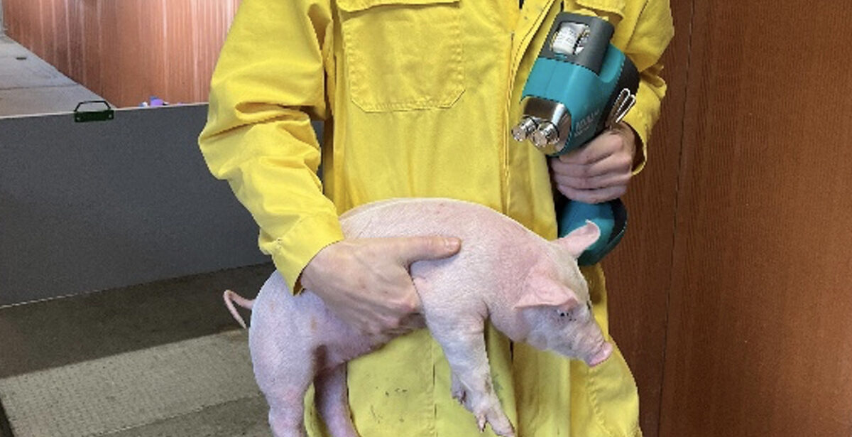 intervet msd vaccination intradermique avec l idal rogne - Illustration Plus d’efficacité pour l’éleveur, moins de stress pour les porcelets, : pourquoi Quentin Lucas a basculé en vaccination intradermique