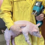 intervet msd vaccination intradermique avec l idal rogne