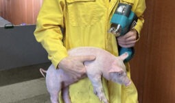 intervet msd vaccination intradermique avec l idal rogne