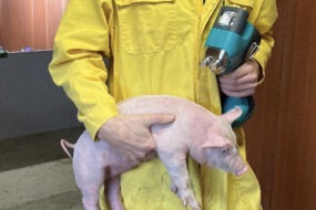 intervet msd vaccination intradermique avec l idal rogne