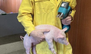 intervet msd vaccination intradermique avec l idal rogne