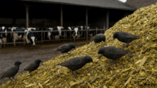 Des étourneaux sur un tas d'ensilage de maïs