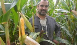 Une personne dans un champ de maïs