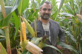 Une personne dans un champ de maïs