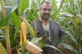 Une personne dans un champ de maïs