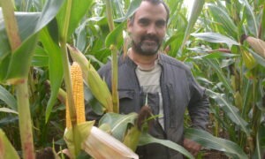 Une personne dans un champ de maïs