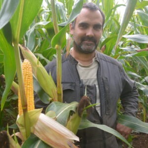 Une personne dans un champ de maïs