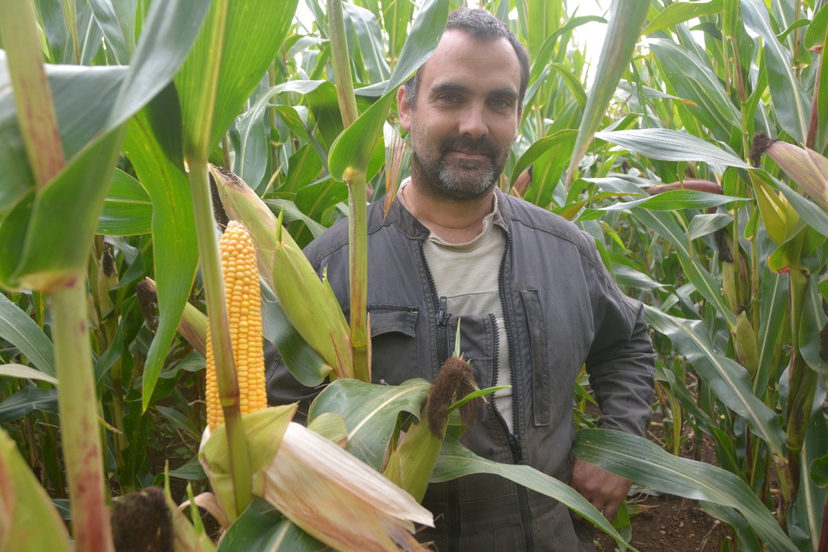 Une personne dans un champ de maïs - Illustration Des appâts maison pour protéger les maïs