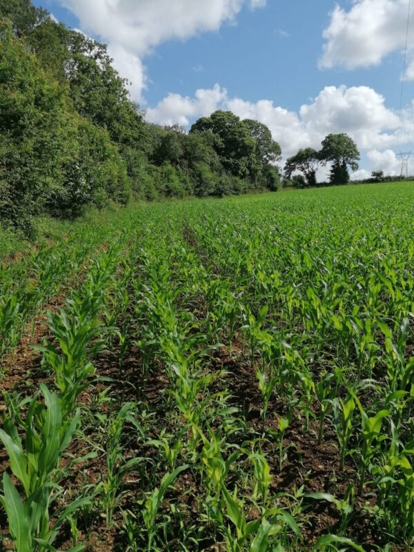Les appâts de maïs dans l’inter-rang seront retirés par le passage de la bineuse.