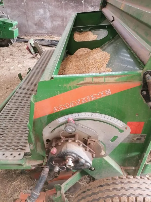 Le maïs qui sert d’appâts est implanté au semoir à céréales.