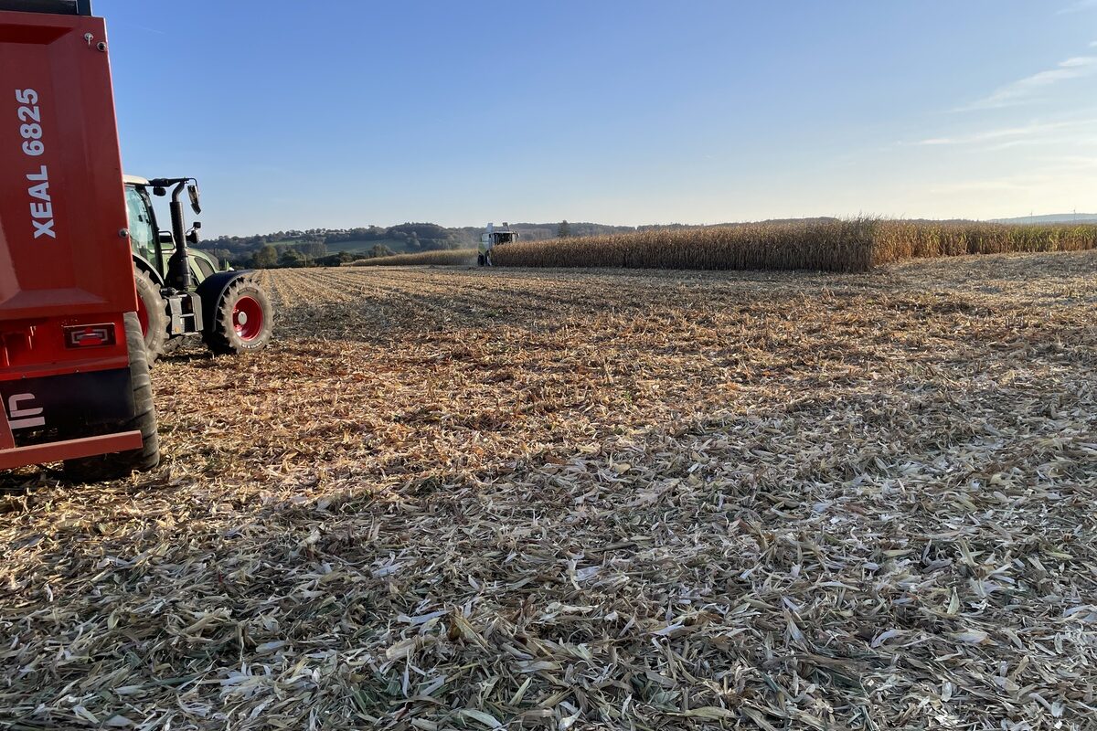 Un champ de maïs en pleine moisson - Illustration Préconisations maïs grain
