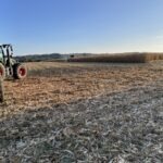 Un champ de maïs en pleine moisson