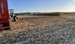 Un champ de maïs en pleine moisson