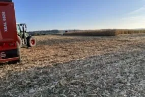 Un champ de maïs en pleine moisson