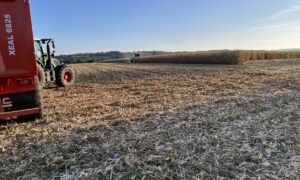 Un champ de maïs en pleine moisson