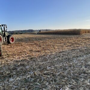 Un champ de maïs en pleine moisson