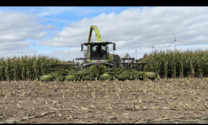 Une ensileuse au travail dans un champ de maïs