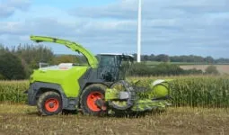 Une ensileuse au travail dans un champ de maïs