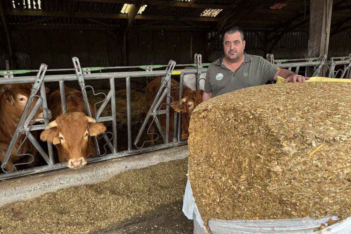 Une personne devant une balle de maïs enrubanné avec des vaches au cornadis derrière - Illustration Le combiné presse-enrubannage sert à l’ensilage