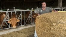 Une personne devant une balle de maïs enrubanné avec des vaches au cornadis derrière